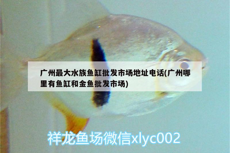 廣州最大水族魚(yú)缸批發(fā)市場(chǎng)地址電話(廣州哪里有魚(yú)缸和金魚(yú)批發(fā)市場(chǎng)) 觀賞魚(yú)百科