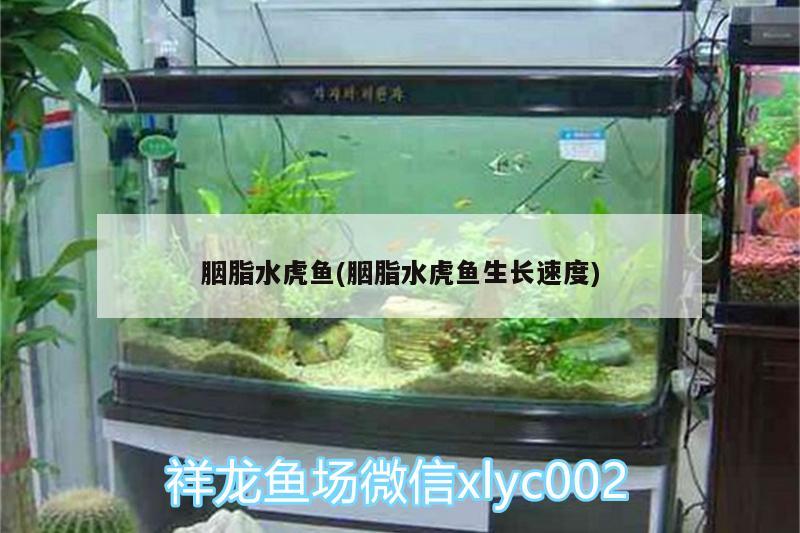 胭脂水虎魚(胭脂水虎魚生長速度) 食人魚（水虎）