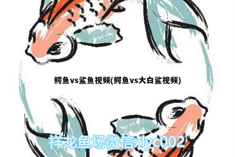 鱷魚vs鯊魚視頻(鱷魚vs大白鯊視頻) 斑馬鴨嘴魚