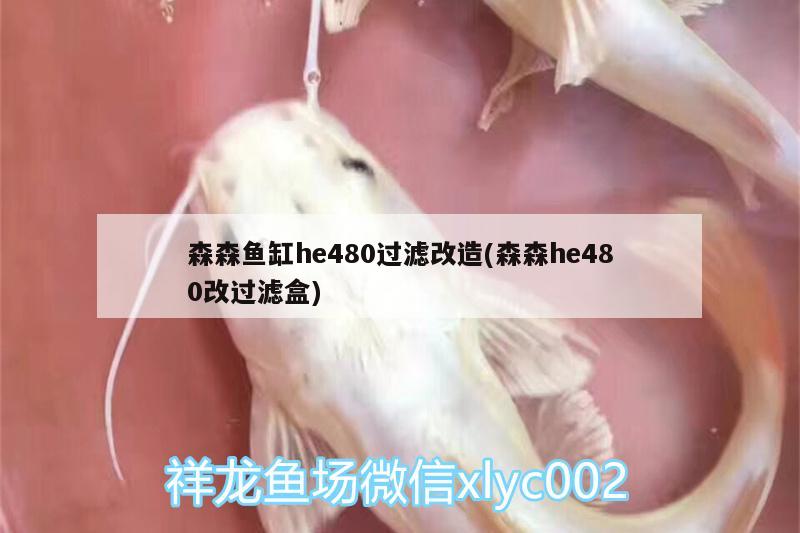 森森魚缸he480過濾改造(森森h(huán)e480改過濾盒) 黃金河虎魚