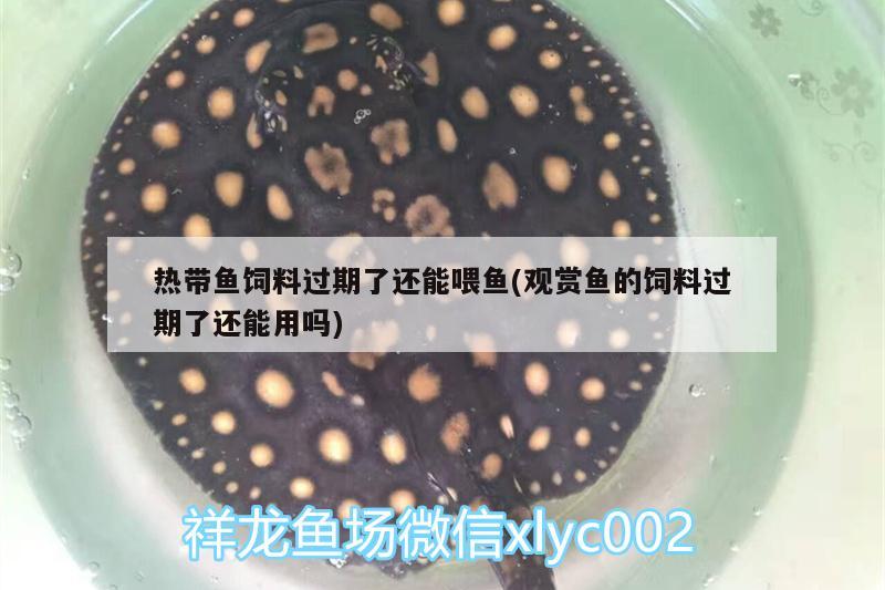 熱帶魚飼料過期了還能喂魚(觀賞魚的飼料過期了還能用嗎) 水族用品