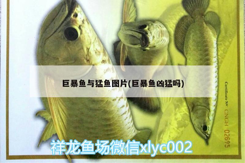 巨暴魚與猛魚圖片(巨暴魚兇猛嗎)