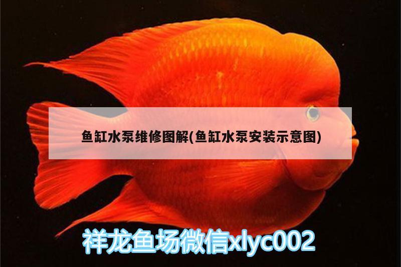 魚缸水泵維修圖解(魚缸水泵安裝示意圖)