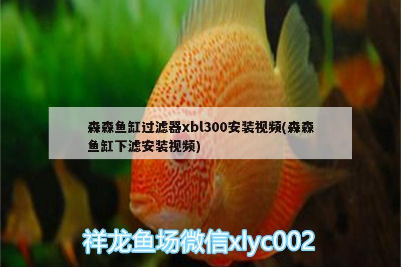 森森魚(yú)缸過(guò)濾器xbl300安裝視頻(森森魚(yú)缸下濾安裝視頻) 魚(yú)缸/水族箱