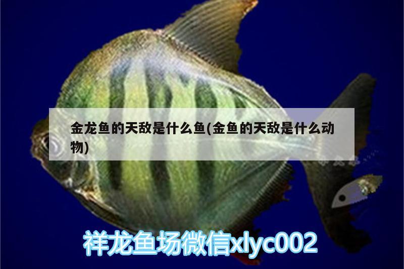 金龍魚的天敵是什么魚(金魚的天敵是什么動(dòng)物)