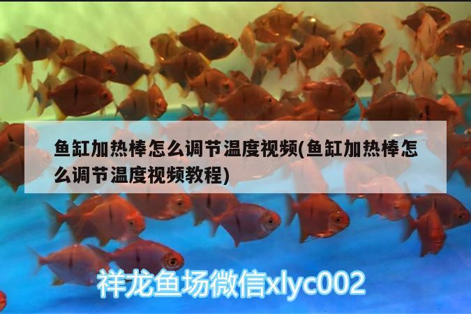 魚缸加熱棒怎么調(diào)節(jié)溫度視頻(魚缸加熱棒怎么調(diào)節(jié)溫度視頻教程) 斑馬鴨嘴魚