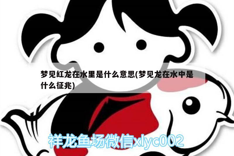 夢見紅龍在水里是什么意思(夢見龍在水中是什么征兆)