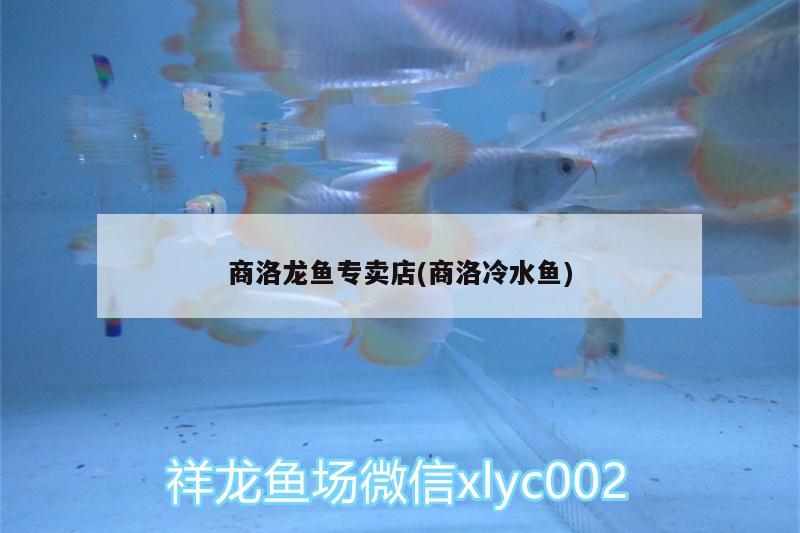 商洛龍魚專賣店(商洛冷水魚) 皇冠黑白魟魚