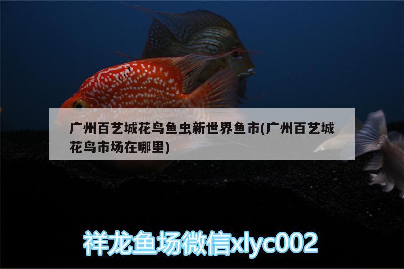 廣州百藝城花鳥魚蟲新世界魚市(廣州百藝城花鳥市場在哪里) 過背金龍魚