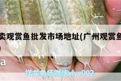 廣州賣觀賞魚批發(fā)市場地址(廣州觀賞魚批發(fā)價格)