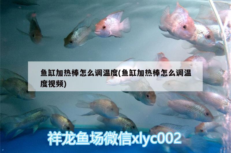 魚(yú)缸加熱棒怎么調(diào)溫度(魚(yú)缸加熱棒怎么調(diào)溫度視頻)