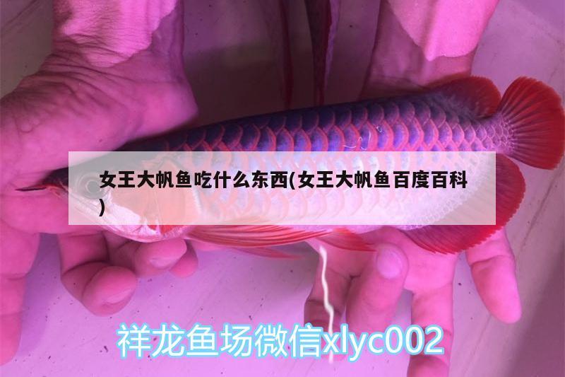 女王大帆魚吃什么東西(女王大帆魚百度百科) 女王大帆魚