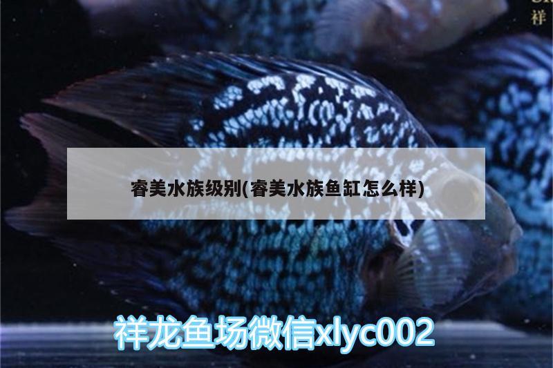 睿美水族級(jí)別(睿美水族魚缸怎么樣)