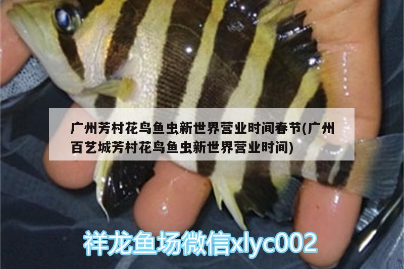 廣州芳村花鳥魚蟲新世界營業(yè)時(shí)間春節(jié)(廣州百藝城芳村花鳥魚蟲新世界營業(yè)時(shí)間) 泰國虎魚