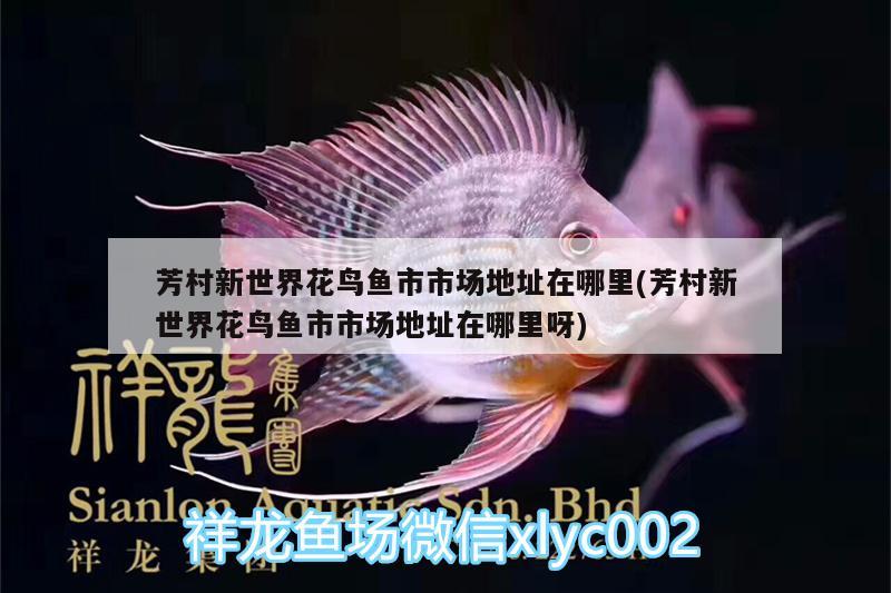 芳村新世界花鳥(niǎo)魚(yú)市市場(chǎng)地址在哪里(芳村新世界花鳥(niǎo)魚(yú)市市場(chǎng)地址在哪里呀)