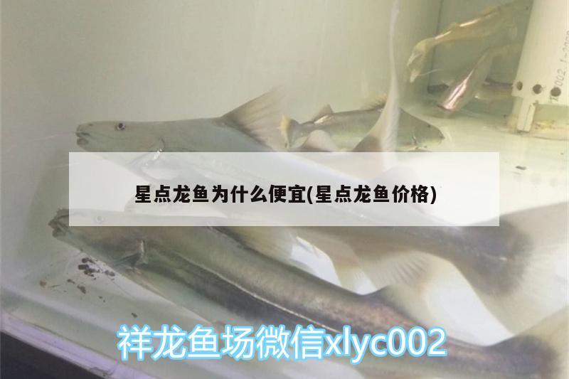 星點(diǎn)龍魚為什么便宜(星點(diǎn)龍魚價(jià)格) 觀賞魚企業(yè)目錄