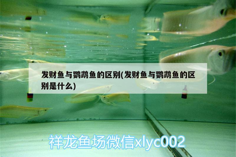 發(fā)財魚與鸚鵡魚的區(qū)別(發(fā)財魚與鸚鵡魚的區(qū)別是什么) 鸚鵡魚