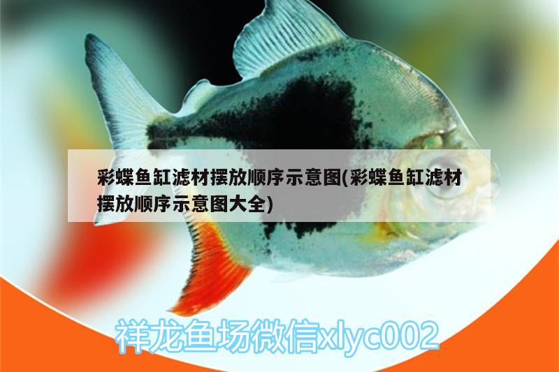 彩蝶魚缸濾材擺放順序示意圖(彩蝶魚缸濾材擺放順序示意圖大全)