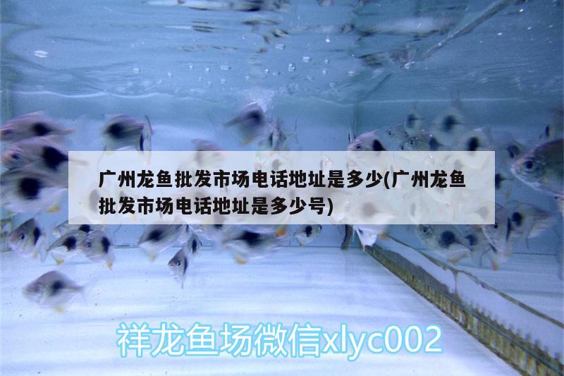 廣州龍魚批發(fā)市場電話地址是多少(廣州龍魚批發(fā)市場電話地址是多少號)