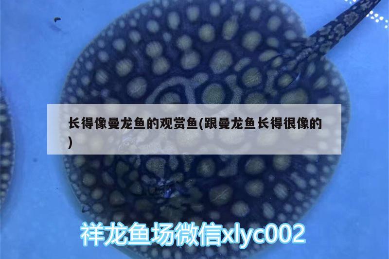 長(zhǎng)得像曼龍魚(yú)的觀賞魚(yú)(跟曼龍魚(yú)長(zhǎng)得很像的) 魚(yú)缸水質(zhì)穩(wěn)定劑