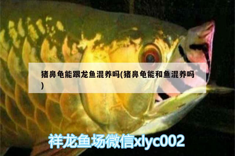 豬鼻龜能跟龍魚混養(yǎng)嗎(豬鼻龜能和魚混養(yǎng)嗎) 豬鼻龜