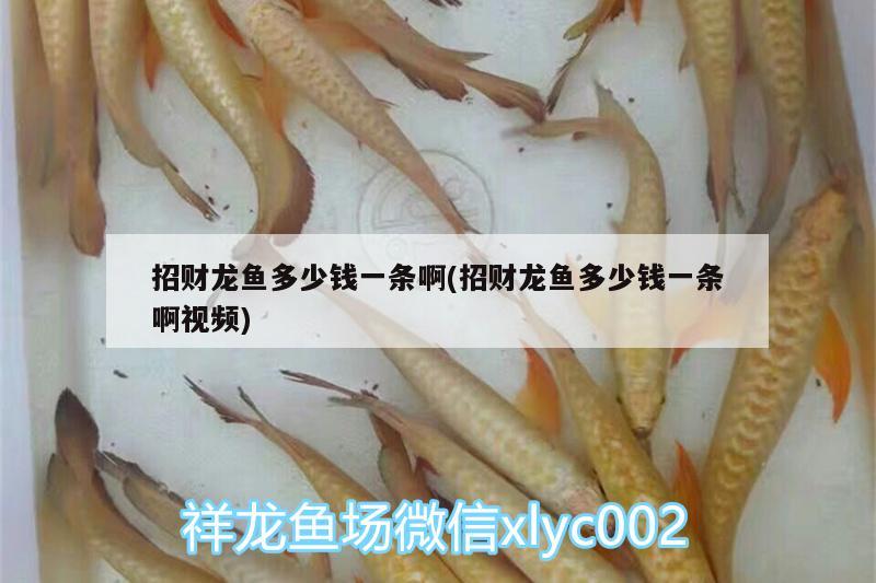 招財(cái)龍魚多少錢一條啊(招財(cái)龍魚多少錢一條啊視頻) 羽毛刀魚苗