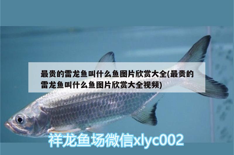 最貴的雷龍魚叫什么魚圖片欣賞大全(最貴的雷龍魚叫什么魚圖片欣賞大全視頻)