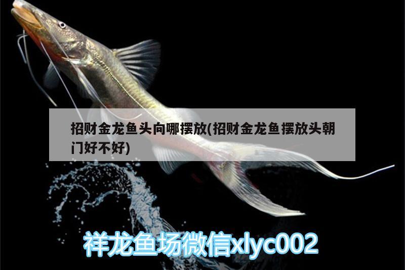 招財金龍魚頭向哪擺放(招財金龍魚擺放頭朝門好不好) 黑帝王魟魚