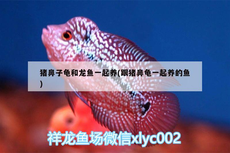 豬鼻子龜和龍魚一起養(yǎng)(跟豬鼻龜一起養(yǎng)的魚) 豬鼻龜百科