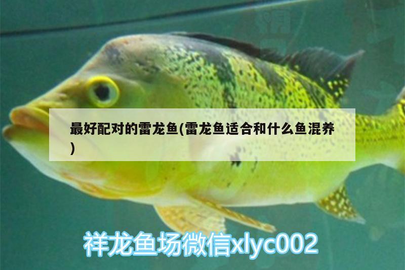 最好配對(duì)的雷龍魚(雷龍魚適合和什么魚混養(yǎng))