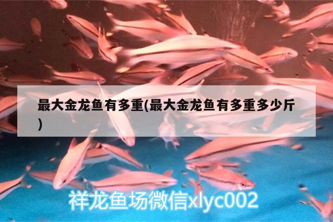 最大金龍魚有多重(最大金龍魚有多重多少斤) 純血皇冠黑白魟魚