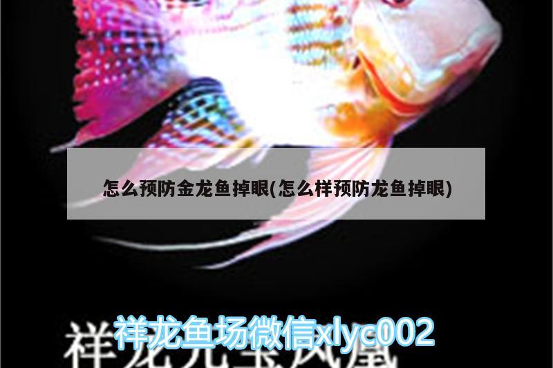 怎么預防金龍魚掉眼(怎么樣預防龍魚掉眼)