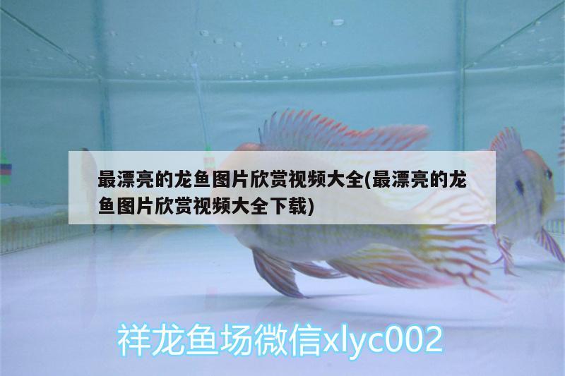 最漂亮的龍魚圖片欣賞視頻大全(最漂亮的龍魚圖片欣賞視頻大全下載) 其它水族用具設備