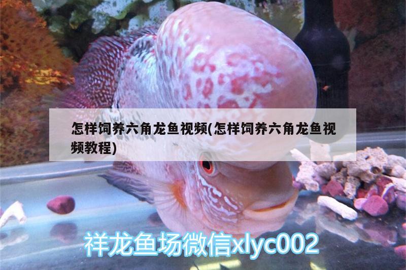 怎樣飼養(yǎng)六角龍魚(yú)視頻(怎樣飼養(yǎng)六角龍魚(yú)視頻教程) 大嘴鯨魚(yú)