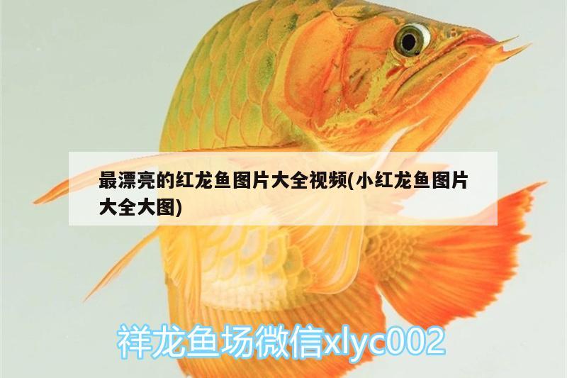 最漂亮的紅龍魚圖片大全視頻(小紅龍魚圖片大全大圖)