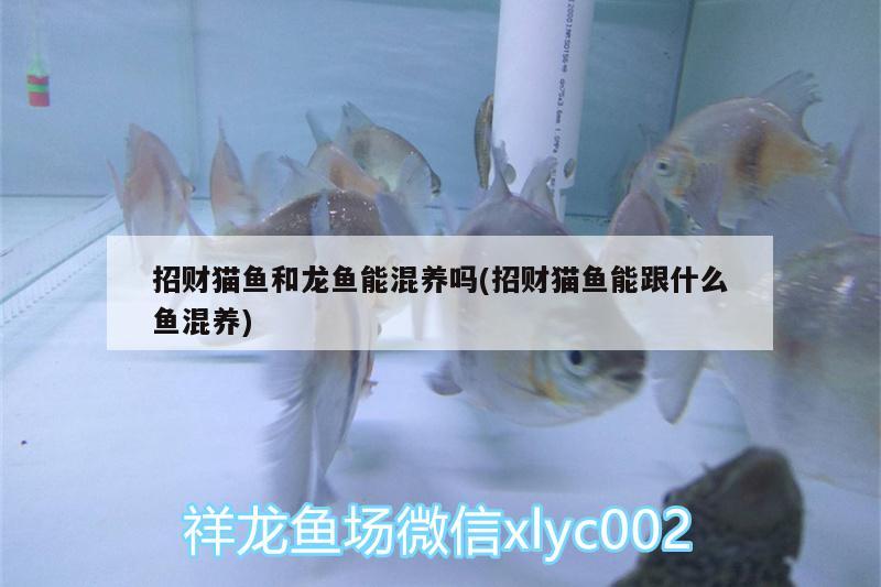 招財貓魚和龍魚能混養(yǎng)嗎(招財貓魚能跟什么魚混養(yǎng))