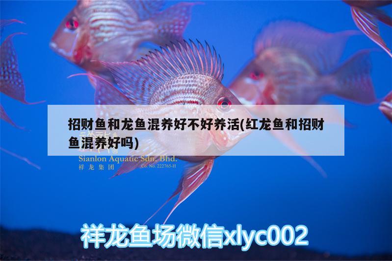 招財(cái)魚和龍魚混養(yǎng)好不好養(yǎng)活(紅龍魚和招財(cái)魚混養(yǎng)好嗎) 大湖紅龍魚