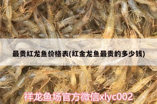 最貴紅龍魚價(jià)格表(紅金龍魚最貴的多少錢)