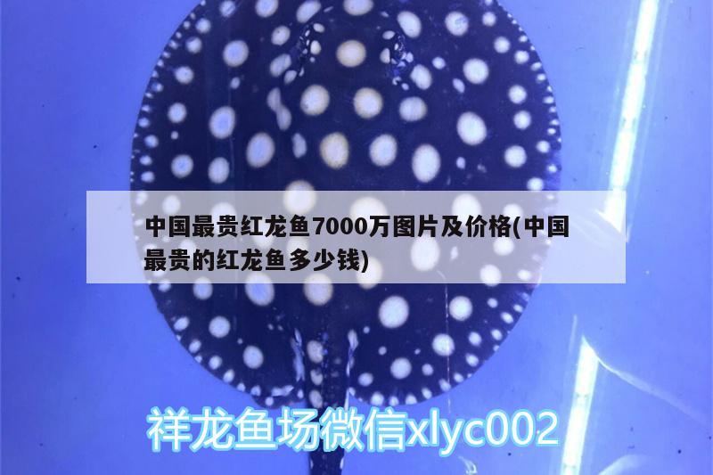 中國(guó)最貴紅龍魚(yú)7000萬(wàn)圖片及價(jià)格(中國(guó)最貴的紅龍魚(yú)多少錢)