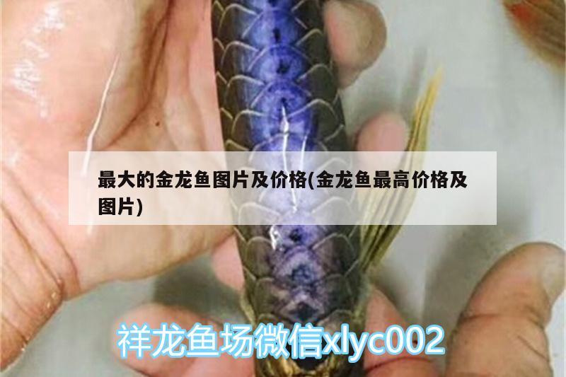 最大的金龍魚圖片及價格(金龍魚最高價格及圖片)