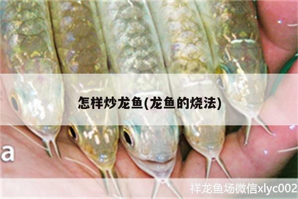 怎樣炒龍魚(龍魚的燒法) 觀賞魚魚苗