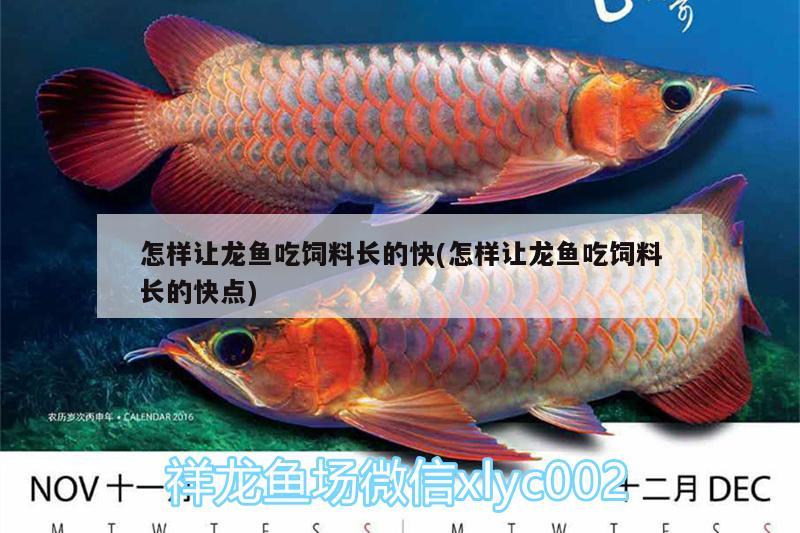 怎樣讓龍魚(yú)吃飼料長(zhǎng)的快(怎樣讓龍魚(yú)吃飼料長(zhǎng)的快點(diǎn))