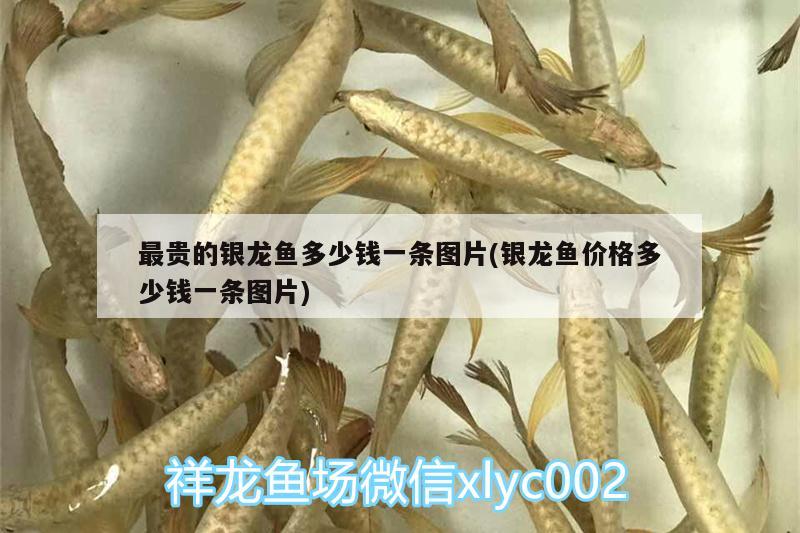 最貴的銀龍魚多少錢一條圖片(銀龍魚價格多少錢一條圖片) 銀龍魚百科