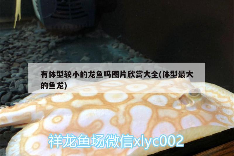 有體型較小的龍魚嗎圖片欣賞大全(體型最大的魚龍) 黃金眼鏡蛇雷龍魚