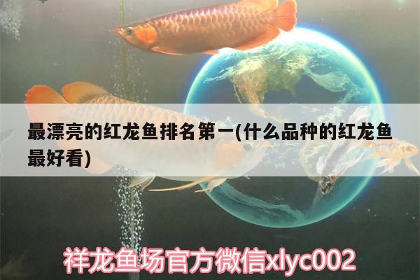 最漂亮的紅龍魚(yú)排名第一(什么品種的紅龍魚(yú)最好看)