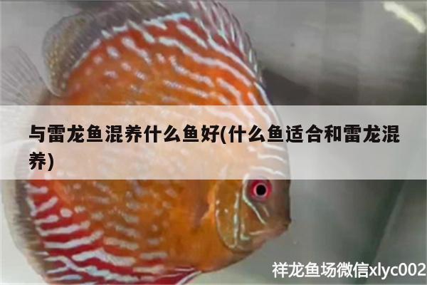 與雷龍魚混養(yǎng)什么魚好(什么魚適合和雷龍混養(yǎng))