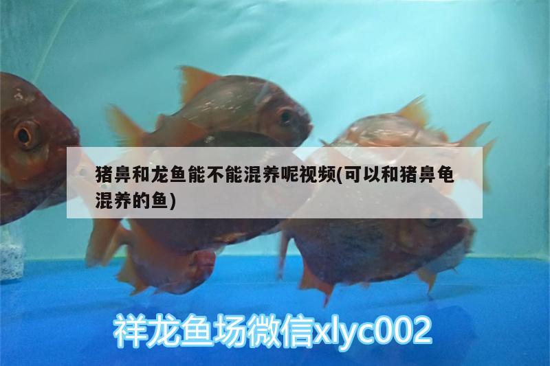 豬鼻和龍魚能不能混養(yǎng)呢視頻(可以和豬鼻龜混養(yǎng)的魚) 豬鼻龜百科