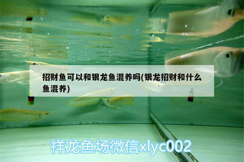 招財(cái)魚可以和銀龍魚混養(yǎng)嗎(銀龍招財(cái)和什么魚混養(yǎng)) 銀龍魚