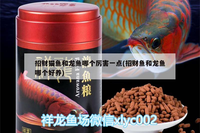 招財(cái)貓魚(yú)和龍魚(yú)哪個(gè)厲害一點(diǎn)(招財(cái)魚(yú)和龍魚(yú)哪個(gè)好養(yǎng)) 過(guò)背金龍魚(yú)