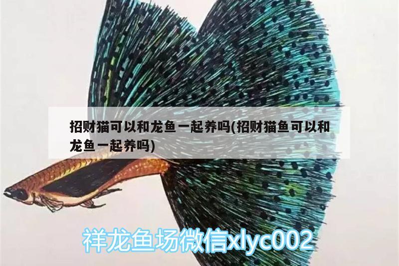 招財(cái)貓可以和龍魚一起養(yǎng)嗎(招財(cái)貓魚可以和龍魚一起養(yǎng)嗎) 肥料 第2張